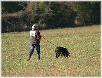 Elevage du CLOS DE LA LUETTE - COPYRIGHT DEPOSE